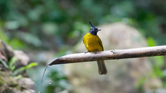Rubigula flaviventris