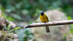 Rubigula flaviventris