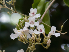 Fridericia