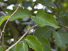 Fridericia