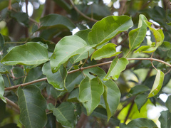 Fridericia
