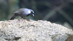 Pterorhinus chinensis