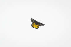 Delias pasithoe