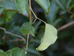 Fridericia