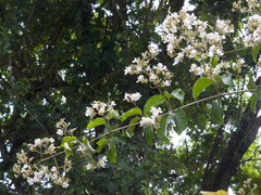 Fridericia