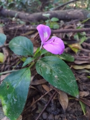 Dicliptera tinctoria