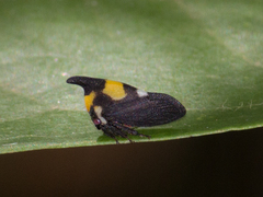 Enchophyllum quinquemaculatum