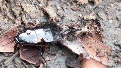 Pycnoscelus surinamensis