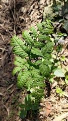 Pteris wallichiana