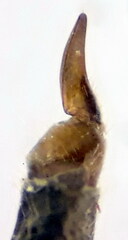 Trichocera regelationis