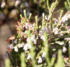Erica caffrorum