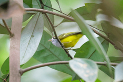 Phylloscopus castaniceps