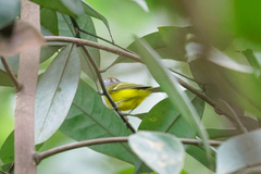 Phylloscopus castaniceps