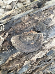Nigroporus vinosus