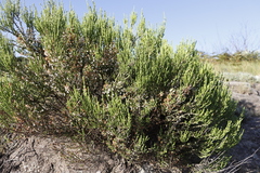Erica caffrorum