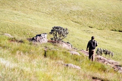 Protea roupelliae roupelliae