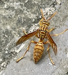 Polistes olivaceus