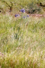 Agapanthus campanulatus