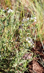 Conostomium natalense