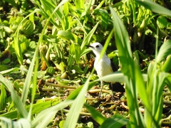 Fluvicola albiventer