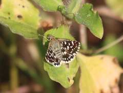Spialia galba