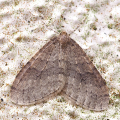 Operophtera brunnea