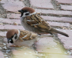 Passer montanus saturatus