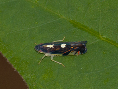Diedrocephala