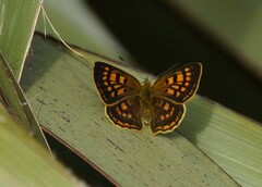 Lycaena 'canterbury common copper'