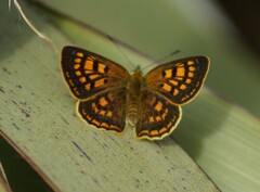 Lycaena 'canterbury common copper'