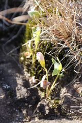 Oxalis obliquifolia