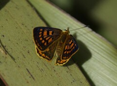 Lycaena 'canterbury common copper'