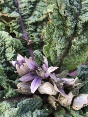 Mandragora autumnalis