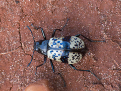 Cuphotes erotyloides