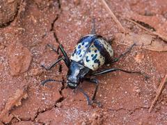 Cuphotes erotyloides