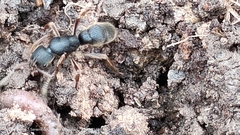 Pseudoneoponera rufipes