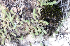 Crassula lanceolata