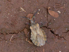 Spartocera