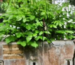 Nephila pilipes