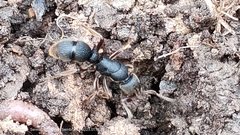 Pseudoneoponera rufipes