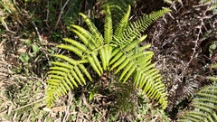 Diplopterygium glaucum