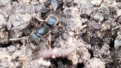 Pseudoneoponera rufipes