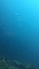 Scomberomorus commerson