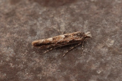 Phyllonorycter acaciella