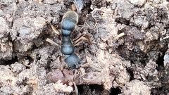 Pseudoneoponera rufipes