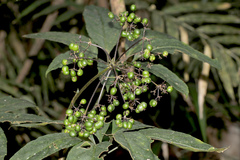 Mackinlaya confusa