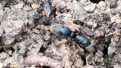 Pseudoneoponera rufipes