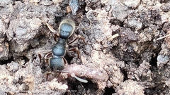 Pseudoneoponera rufipes