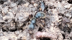 Pseudoneoponera rufipes