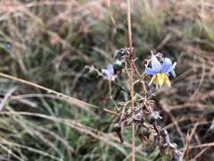 Dianella amoena